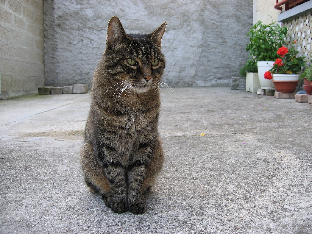 Micky dans la cour 5.jpg